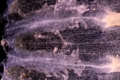 Cuscuta mexicana, infrastaminal scales