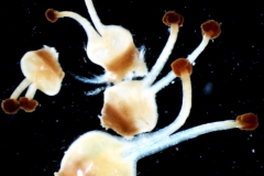 Cuscuta mexicana, gynoecium variation