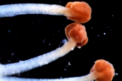 Cuscuta mexicana, stigmas