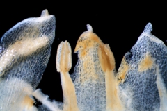 Cuscuta mexicana, corolla lobes