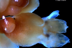 Cuscuta mexicana, flower