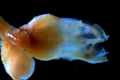 Cuscuta mexicana, inflorescnce fragment