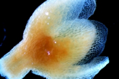 Cuscuta mexicana, calyx 3D