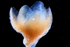 Cuscuta mexicana, calyx 3D