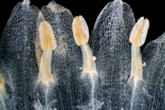 Cuscuta mexicana, corolla lobes