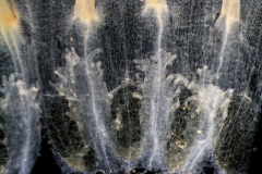 Cuscuta mexicana, infrastaminal scales