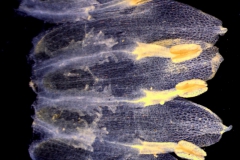 Cuscuta mexicana, corolla dissected