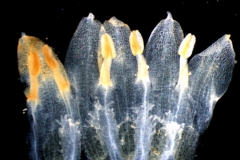 Cuscuta mexicana, corolla dissected