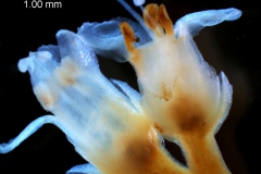 Cuscuta mexicana, inflorescence fragment