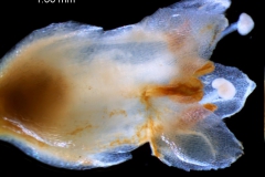 Cuscuta mexicana, corolla 3D