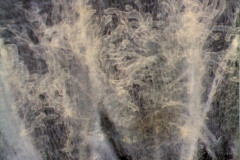 Cuscuta mexicana, infrastaminal scales