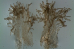 Cuscuta mexicana, infrastaminal scales