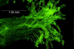 Cuscuta mexicana, infrastaminal scale