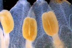 Cuscuta mexicana, corolla lobes & stamens