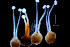 Cuscuta mexicana, gynoecium variation