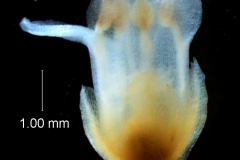 Cuscuta mexicanam flower