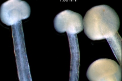 Cuscuta mexicana, stigmas