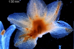 Cuscuta mexicana, calyx, dissected