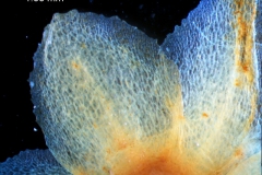 Cuscuta mexicana, calyx lobe detail