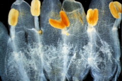 Cuscuta mexicana, corolla disssected