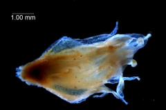 Cuscuta ortegana, flower