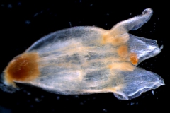 Cuscuta ortegana, corolla 3D