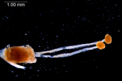 Cuscuta ortegana, gynoecium