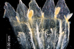 Cuscuta ortegana, corolla dissected