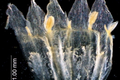 Cuscuta ortegana, corolla dissected