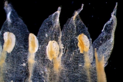 Cuscuta ortegana, corolla lobes