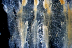 Cuscuta ortegana, corolla dissected