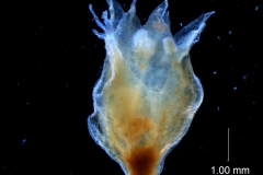 Cuscuta ortegana, flower