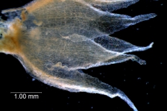 Cuscuta ortegana, calyx, 3D