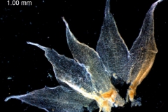 Cuscuta ortegana, calyx, dissected