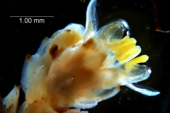 Cuscuta strobilacea var. pringlei, flower