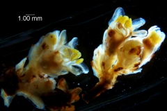 Cuscuta strobilacea var. pringlei, inflorescence