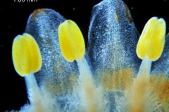 Cuscuta strobilacea var. pringlei, corolla lobes