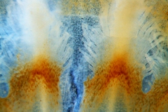 Cuscuta strobilacea var. pringlei, infrastaminal scales