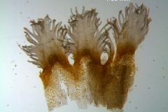 Cuscuta strobilacea var. pringlei, infrastaminal scales