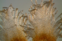 Cuscuta strobilacea var. pringlei, infrastaminal scales detail