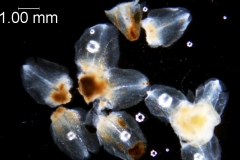 Cuscuta strobilacea var. pringlei, calyx and bracts