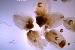 Cuscuta strobilacea var. pringlei, calyx