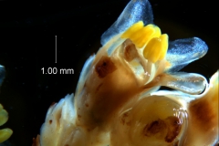 Cuscuta strobilacea var. pringlei, flower
