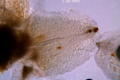 Cuscuta strobilacea var. pringlei, calyx lobe