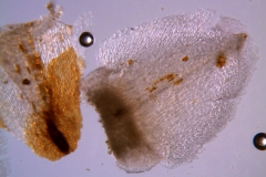 Cuscuta strobilacea var. pringlei, calyx lobe