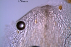 Cuscuta strobilacea var. pringlei, calyx lobe