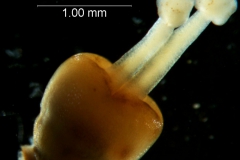 Cuscuta strobilacea var. pringlei, gynoecium