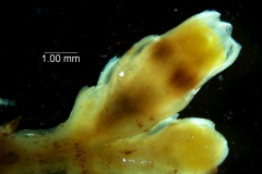 Cuscuta strobilacea var. pringlei, inflorescence fragment