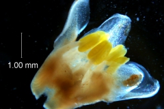 Cuscuta strobilacea var. pringlei, corolla 3D