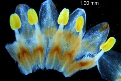 Cuscuta strobilacea var. pringlei, corolla dissected